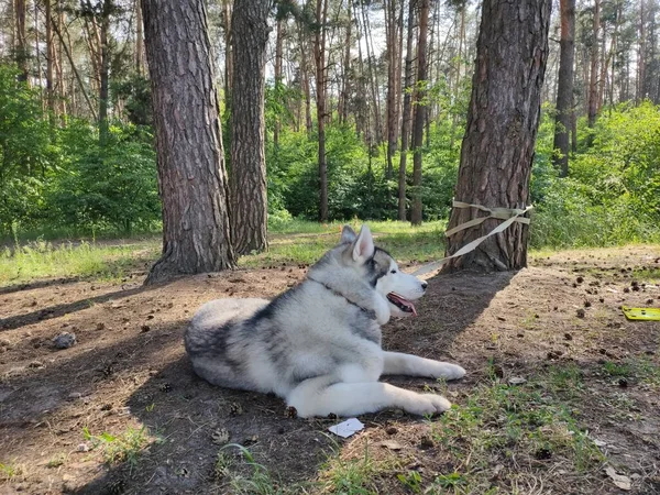 Husky Pes Poblíž Stromu Lese — Stock fotografie