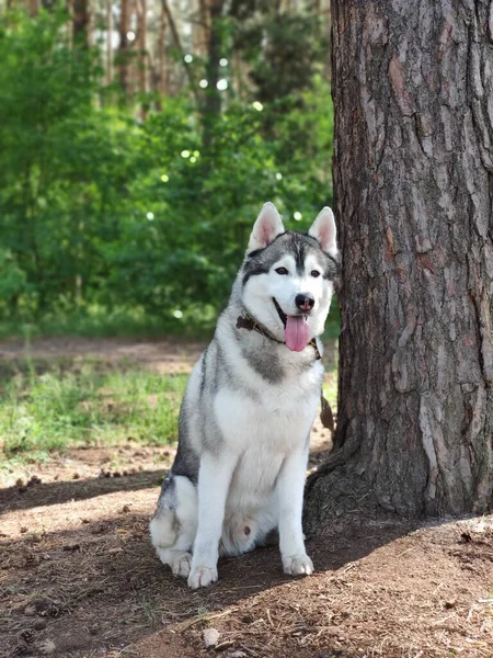 Cão Husky Perto Árvore Floresta — Fotografia de Stock
