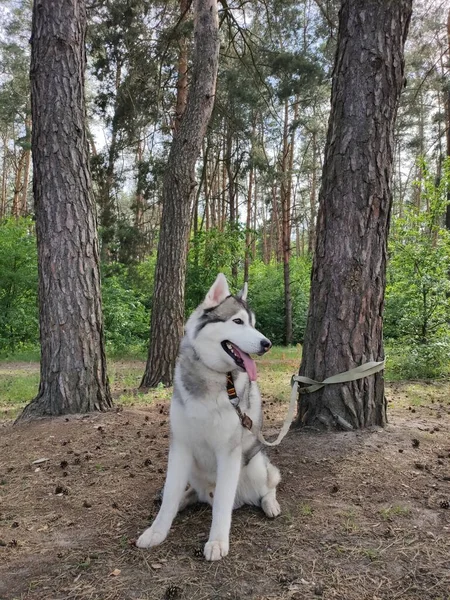 Cão Husky Perto Árvore Floresta — Fotografia de Stock