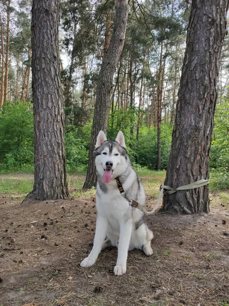 Husky Pes Poblíž Stromu Lese — Stock fotografie