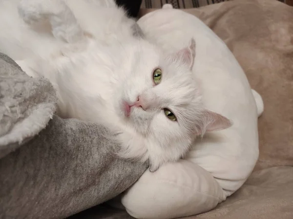 Eine Weiße Katze Schläft Auf Der Couch — Stockfoto