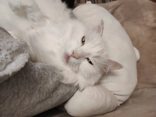 Kanepede Uyuyan Beyaz Bir Kedi — Stok fotoğraf