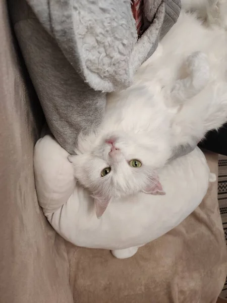 White Cat Sleeping Couch — Stock Photo, Image