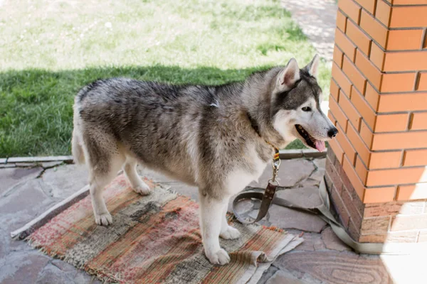 a husky dog near the house gray