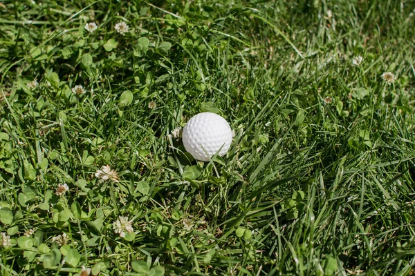 Uma Bola Golfe Encontra Grama Verde — Fotografia de Stock