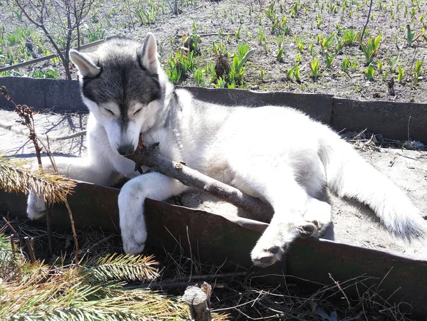 Husky Kutya Rágja Megragad Erdőben — Stock Fotó