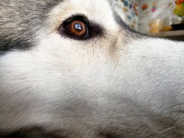Μάτι Του Γκρι Husky Σκυλί Από Κοντά — Φωτογραφία Αρχείου