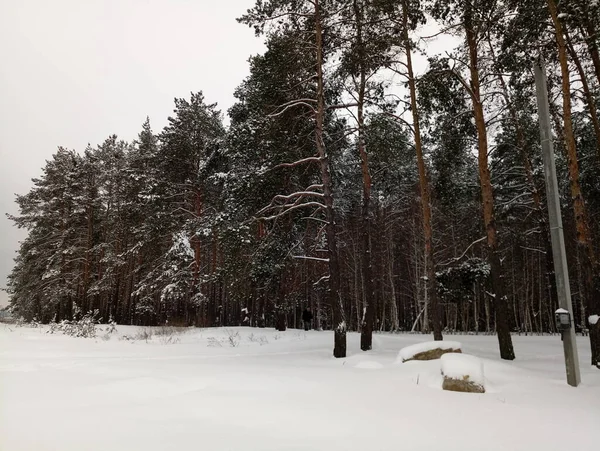 Las Sosnowy Śniegu Zimą — Zdjęcie stockowe
