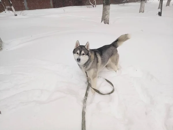 Ένα Σκυλί Husky Στο Χιόνι Χειμώνα — Φωτογραφία Αρχείου