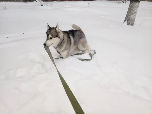 Egy Husky Kutya Hóban Télen — Stock Fotó