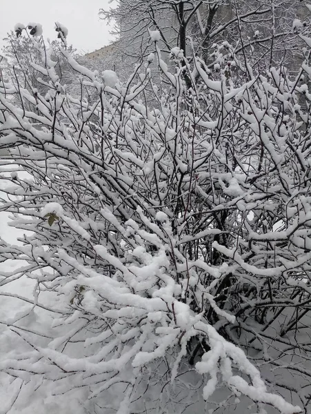 Träd Med Grenar Och Löv Snö Vintern — Stockfoto