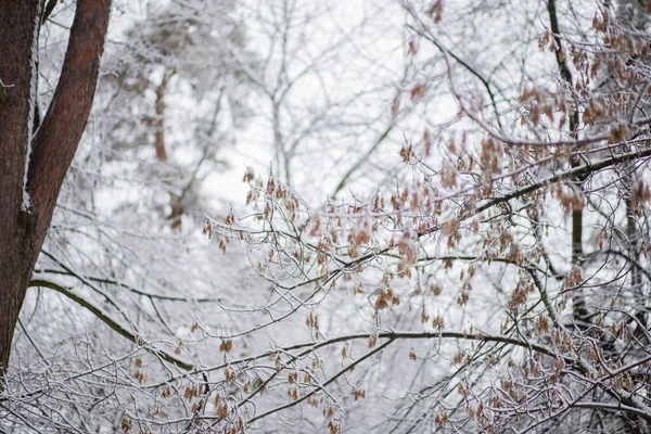 Trees Branches Leaves Snow Winter — Stock Photo, Image