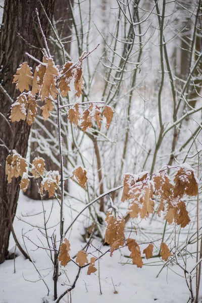 Деревья Ветвями Листьями Снегу Зимой — стоковое фото