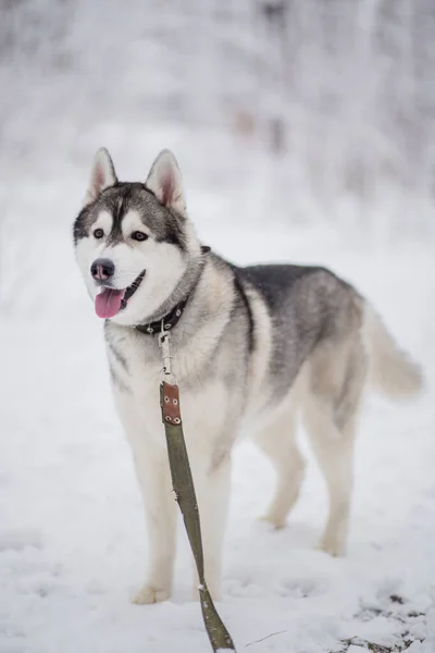 Cane Husky Nella Neve Inverno — Foto Stock