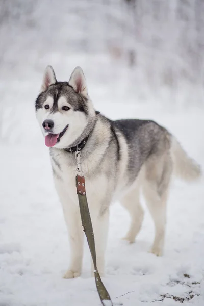 Ένα Σκυλί Husky Στο Χιόνι Χειμώνα — Φωτογραφία Αρχείου