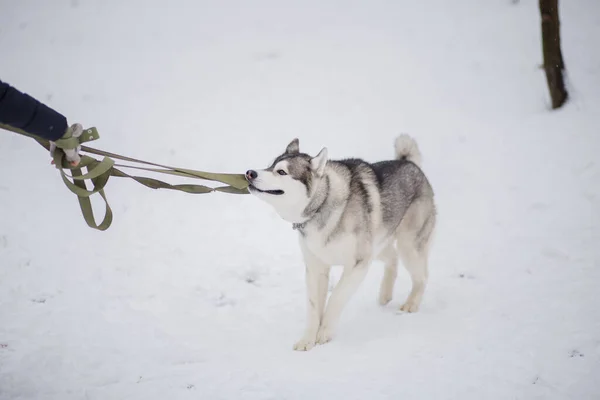 Cane Husky Nella Neve Inverno — Foto Stock