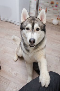 Evdeki mutfakta iri yarı bir köpek var.
