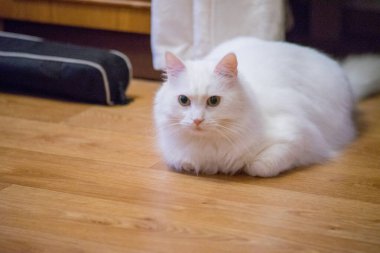 Beyaz bir evde tüylü bir kedi.