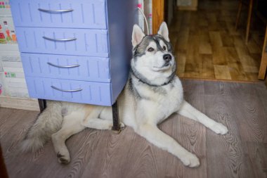 Evdeki mutfakta iri yarı bir köpek var.