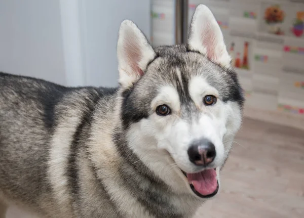 Husky Kutya Konyhában Lakásban — Stock Fotó