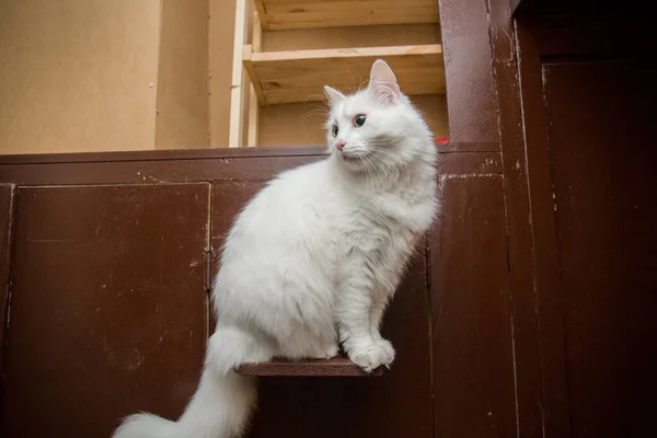 Bílá Domácí Nadýchaná Kočka Bytě — Stock fotografie