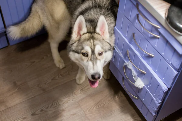 Ένα Σκυλί Husky Στην Κουζίνα Στο Διαμέρισμα — Φωτογραφία Αρχείου