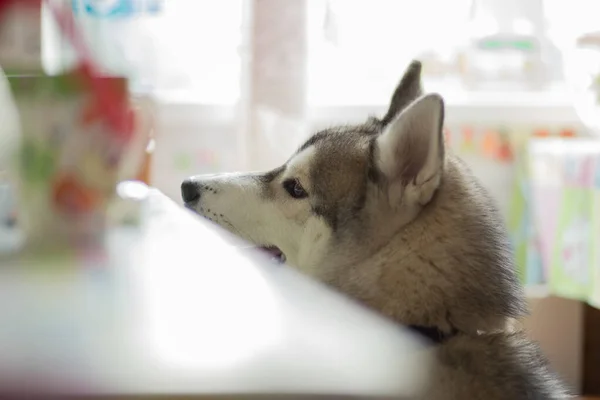 Husky Kutya Konyhában Lakásban — Stock Fotó