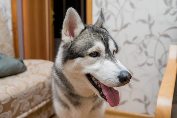 Husky Kutya Konyhában Lakásban — Stock Fotó