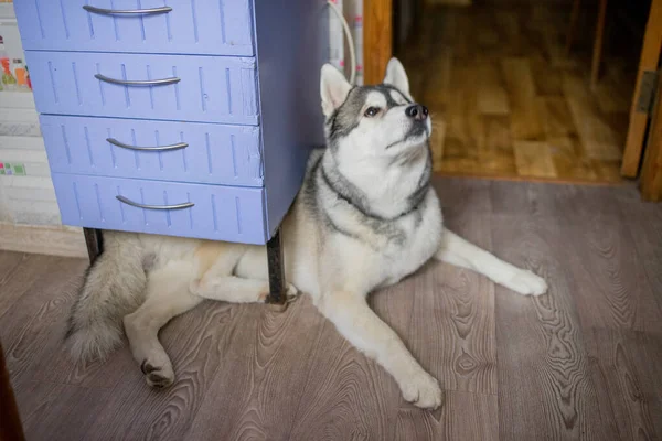 a husky dog in the kitchen in the apartment