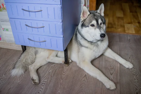 Ένα Σκυλί Husky Στην Κουζίνα Στο Διαμέρισμα — Φωτογραφία Αρχείου