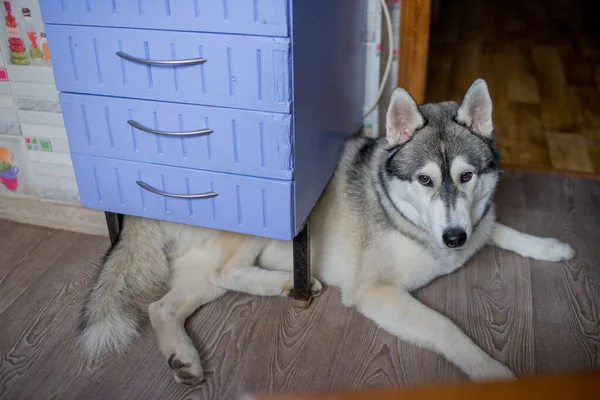 a husky dog in the kitchen in the apartment