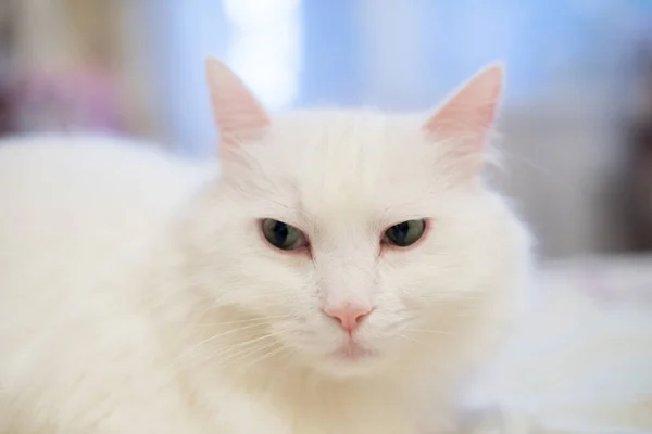 Une Maison Blanche Chat Moelleux Dans Appartement — Photo