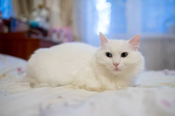 Eine Weiße Hauskatze Der Wohnung — Stockfoto