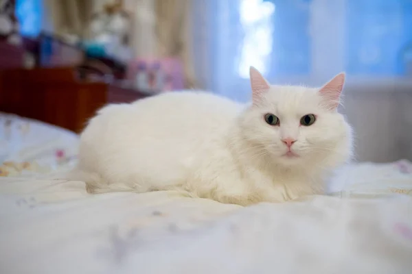 Beyaz Bir Evde Tüylü Bir Kedi — Stok fotoğraf