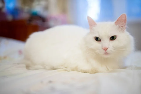 White Home Fluffy Cat Apartment — Stock Photo, Image