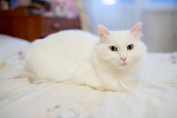 Een Witte Thuis Pluizige Kat Het Appartement — Stockfoto