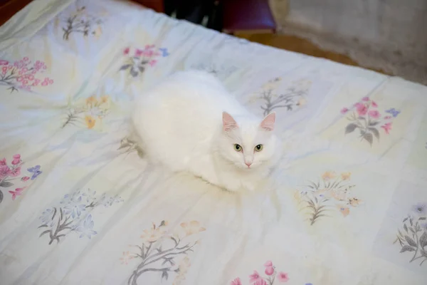 Een Witte Thuis Pluizige Kat Het Appartement — Stockfoto