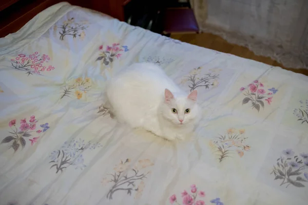 Une Maison Blanche Chat Moelleux Dans Appartement — Photo