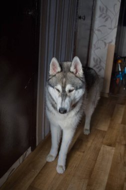 # Odada yerde iri yapılı bir köpek #