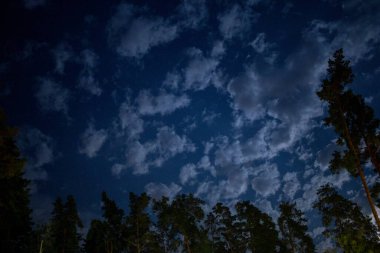 Çam ormanında karanlık bir gece gökyüzü