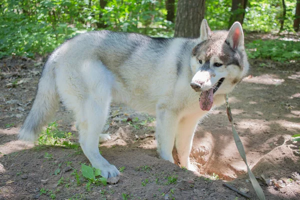 Egy Szürke Szibériai Husky Erdőben — Stock Fotó