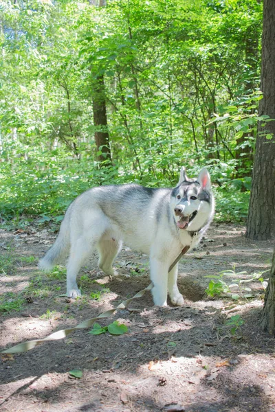 Szary Syberyjski Husky Lesie — Zdjęcie stockowe