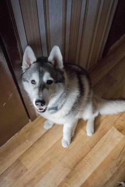 Ein Husky Hund Auf Dem Boden Zimmer — Stockfoto