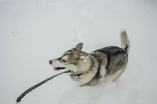 Cane Husky Nella Neve Inverno — Foto Stock