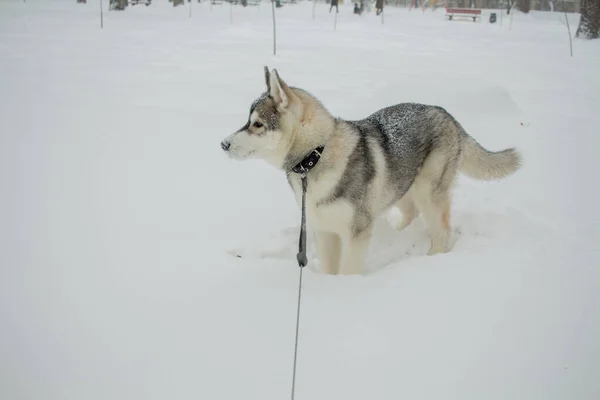 Kışın Kardaki Iri Kıyım Köpek — Stok fotoğraf
