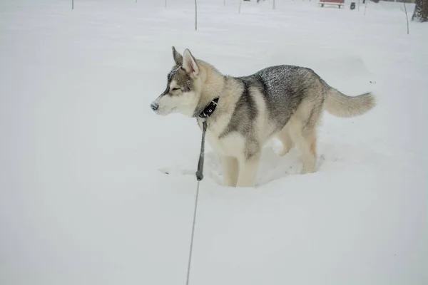 Husky Dog Snow Winter — Stock Photo, Image