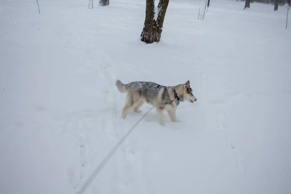 Cane Husky Nella Neve Inverno — Foto Stock