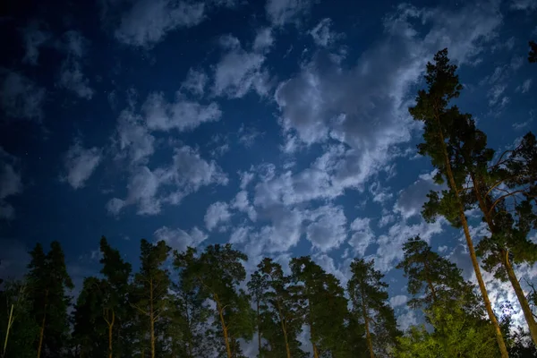 Oscuro Cielo Nocturno Bosque Pinos — Foto de Stock