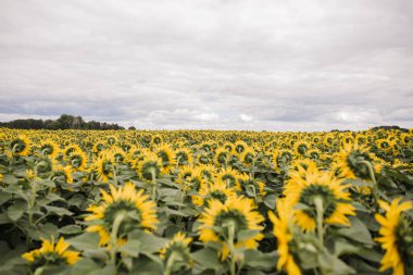 Sarı ayçiçekleri olan büyük bir tarla