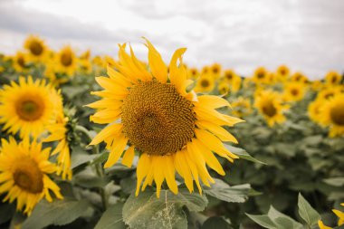 Sarı ayçiçekleri olan büyük bir tarla